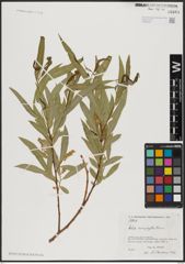 Foto von Salix acmophylla Boiss.